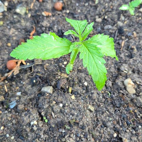 Big Boy Garten growlog timeline photo