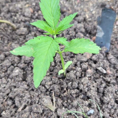 Big Boy Garten growlog timeline photo