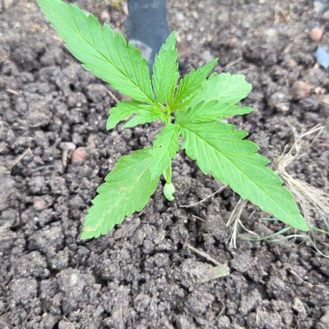 Big Boy Garten growlog timeline photo