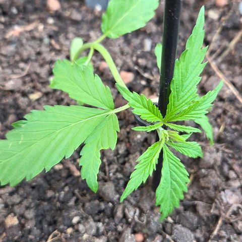 Big Boy Garten growlog timeline photo
