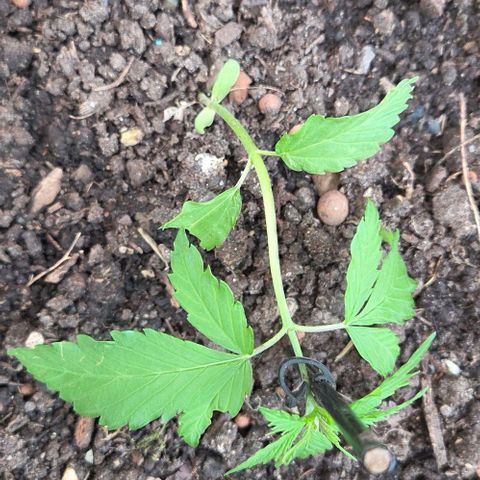 Big Boy Garten growlog timeline photo