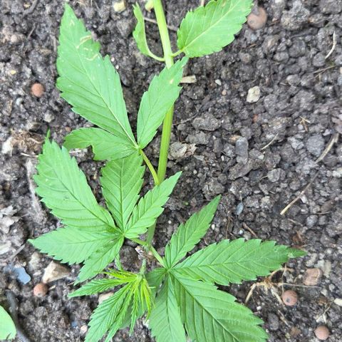 Big Boy Garten growlog timeline photo