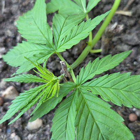 Big Boy Garten growlog timeline photo