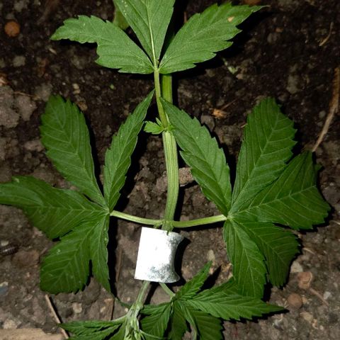Big Boy Garten growlog timeline photo