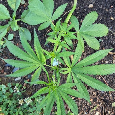 Big Boy Garten growlog timeline photo