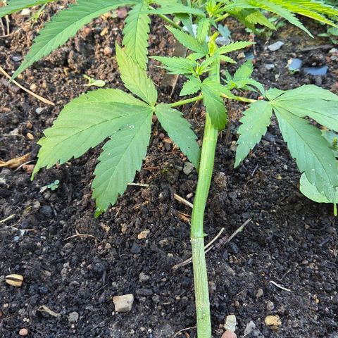 Big Boy Garten growlog timeline photo