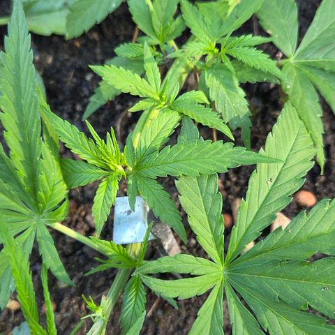 Big Boy Garten growlog timeline photo