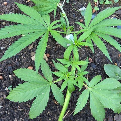 Big Boy Garten growlog timeline photo