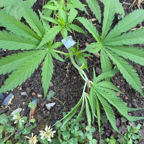 Big Boy Garten growlog timeline photo