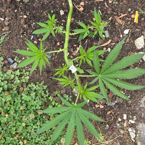 Big Boy Garten growlog timeline photo