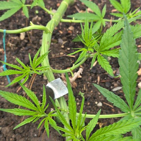 Big Boy Garten growlog timeline photo