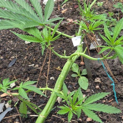 Big Boy Garten growlog timeline photo