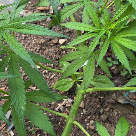 Big Boy Garten growlog timeline photo