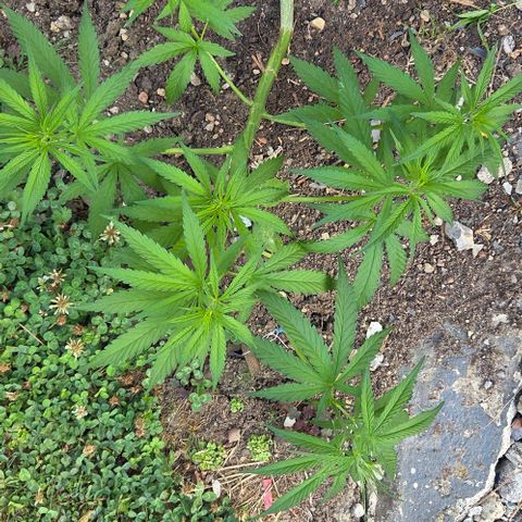 Big Boy Garten growlog timeline photo