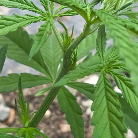 Big Boy Garten growlog timeline photo
