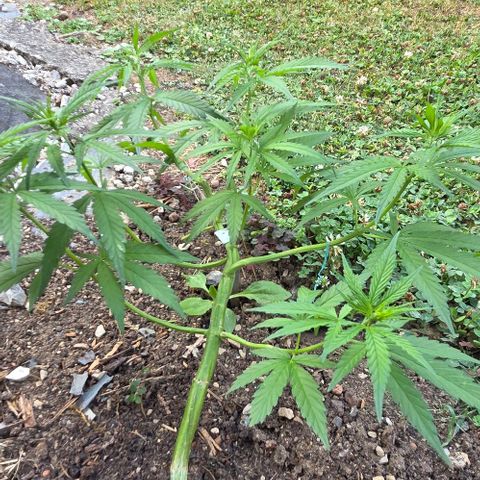 Big Boy Garten growlog timeline photo