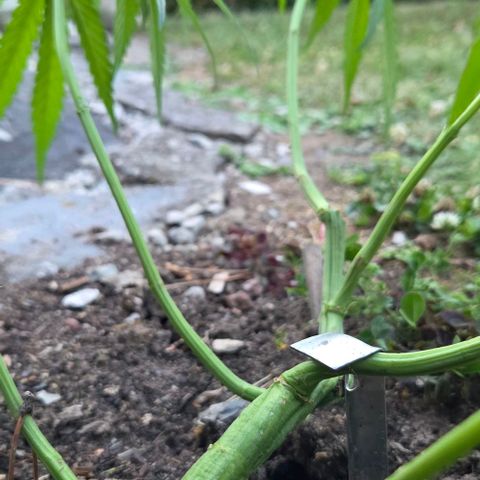 Big Boy Garten growlog timeline photo