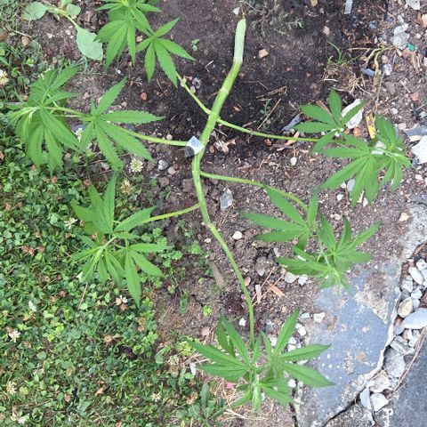 Big Boy Garten growlog timeline photo