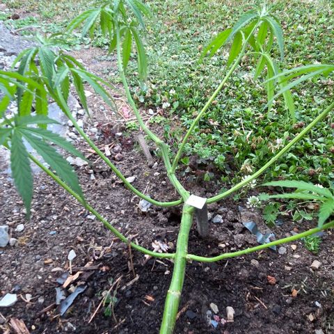 Big Boy Garten growlog timeline photo