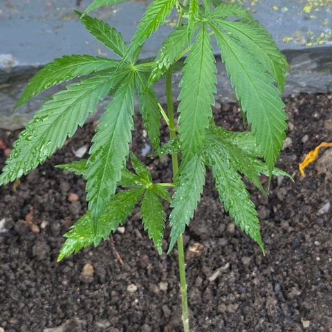 Big Boy Garten growlog timeline photo