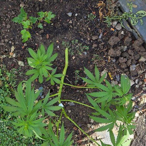 Big Boy Garten growlog timeline photo