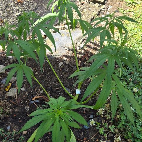 Big Boy Garten growlog timeline photo