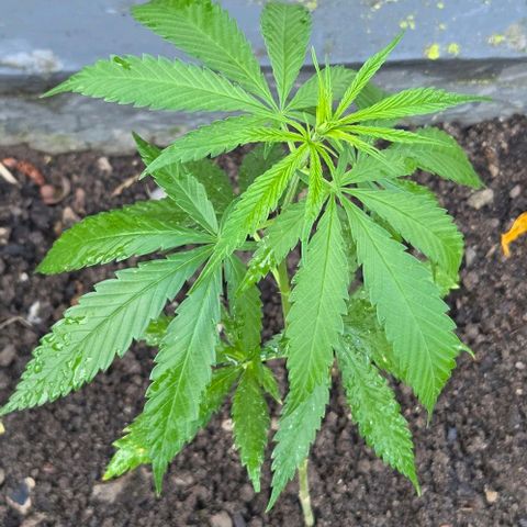 Big Boy Garten growlog timeline photo