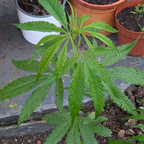 Big Boy Garten growlog timeline photo