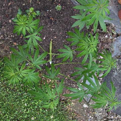 Big Boy Garten growlog timeline photo