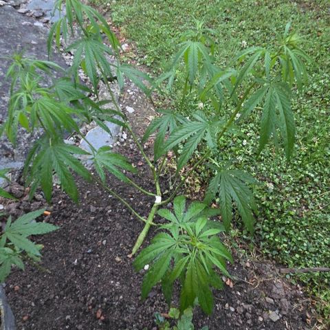 Big Boy Garten growlog timeline photo