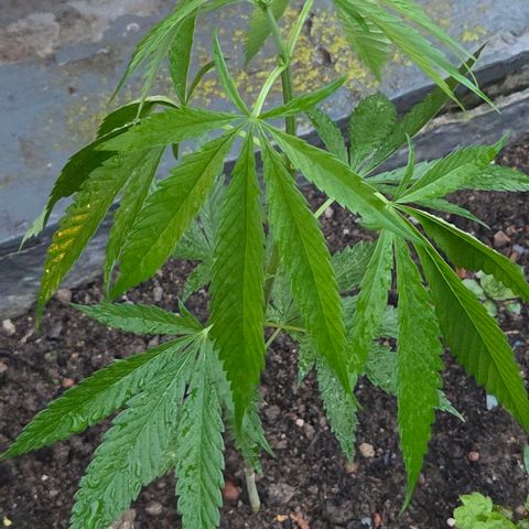 Big Boy Garten growlog timeline photo