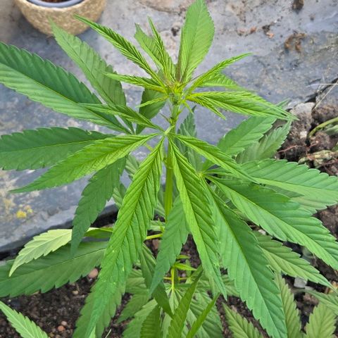 Big Boy Garten growlog timeline photo