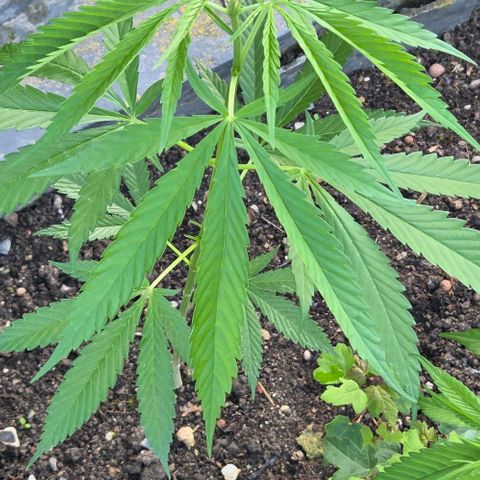 Big Boy Garten growlog timeline photo