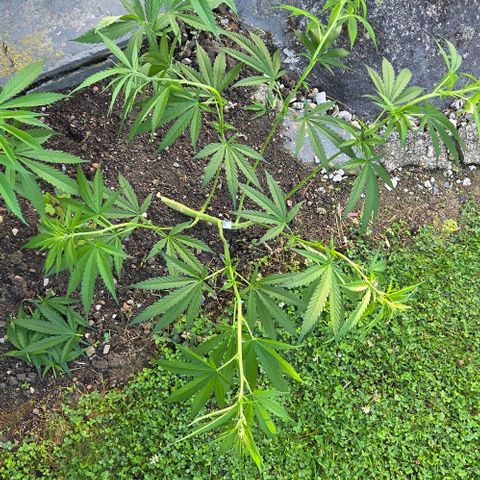 Big Boy Garten growlog timeline photo