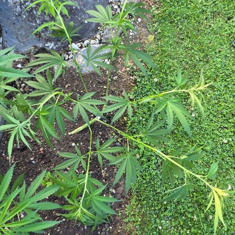 Big Boy Garten growlog timeline photo