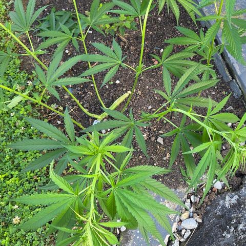 Big Boy Garten growlog timeline photo
