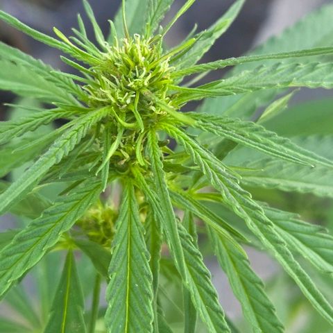 Big Boy Garten growlog timeline photo