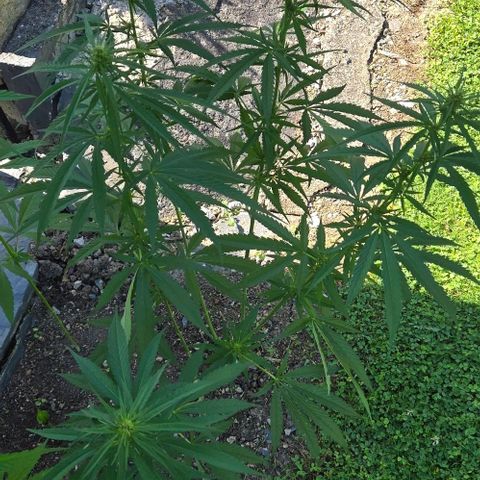 Big Boy Garten growlog timeline photo