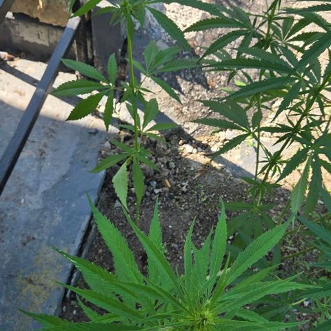 Big Boy Garten growlog timeline photo