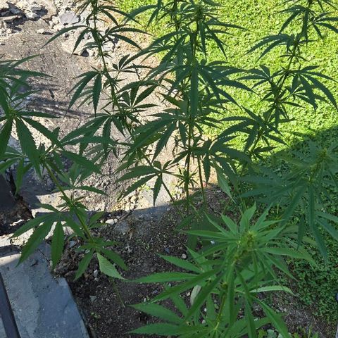 Big Boy Garten growlog timeline photo