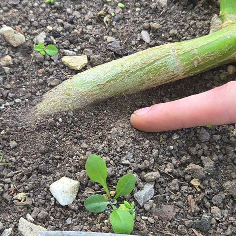 Big Boy Garten growlog timeline photo
