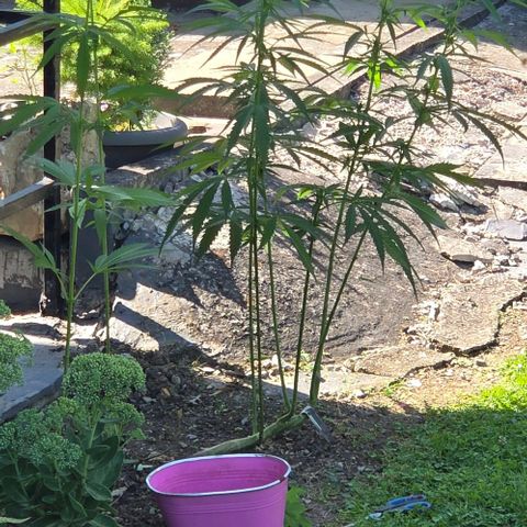 Big Boy Garten growlog timeline photo