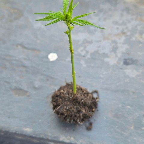 Big Boy Garten growlog photo: Steckling erfolgreich angewurzelt.