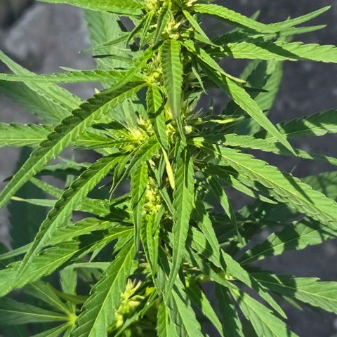 Big Boy Garten growlog timeline photo