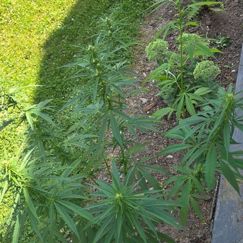 Big Boy Garten growlog timeline photo