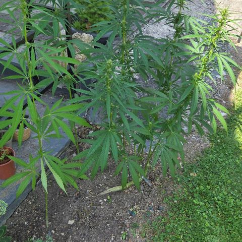 Big Boy Garten growlog timeline photo