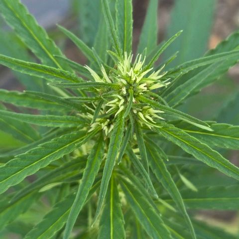 Big Boy Garten growlog timeline photo