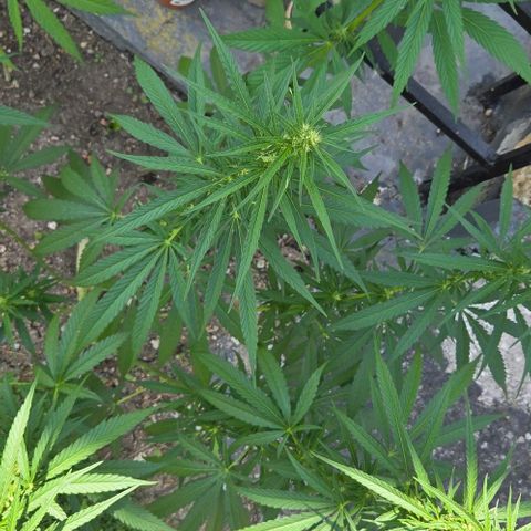 Big Boy Garten growlog timeline photo