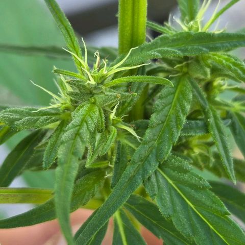 Big Boy Garten growlog timeline photo