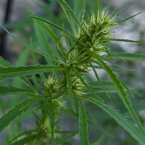 Big Boy Garten growlog timeline photo